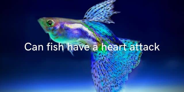 Can Fish Have a Heart Attack 