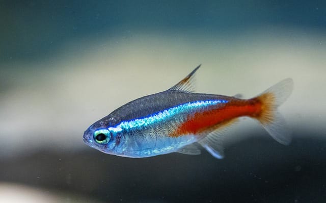 male neon tetra