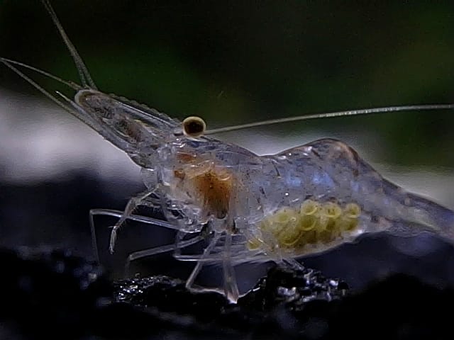 peppermint shrimp molting or dead