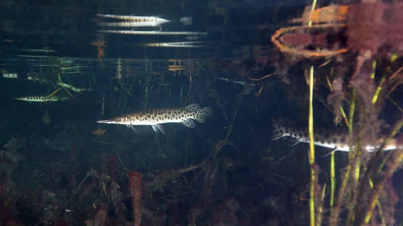 7 day fish feeder