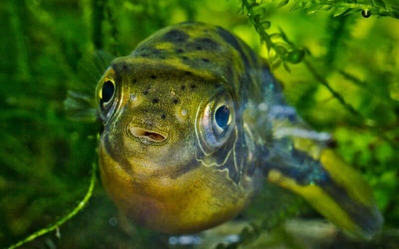 How many Pea Puffers in a 20 gallons tank?