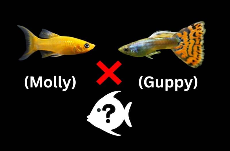 guppy x molly