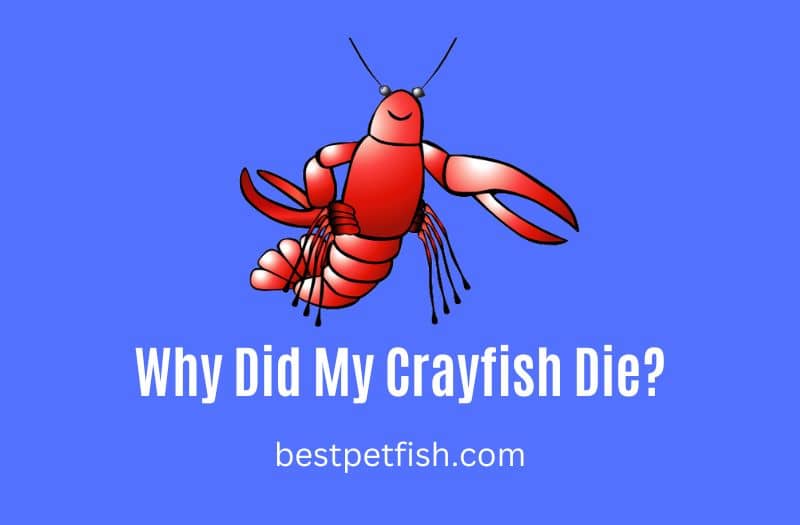 3 Signs of a Crayfish Dying