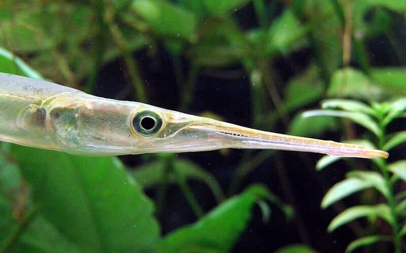 Needle nose gar care guide size, food, tankmates & more bestpetfish