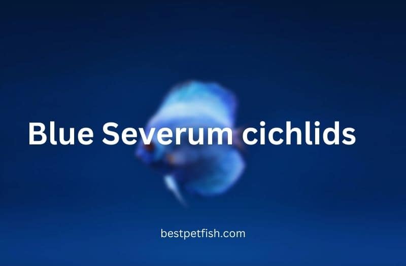 Blue Severum cichlids Care guide, behavior, tankmates, breeding, and many more.
