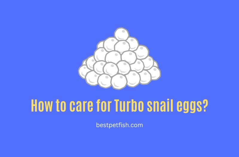 caring for turbo snail eggs