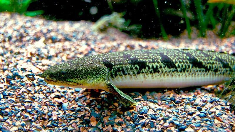 Bichir Species Chart The Ultimate Guide Bestpetfish
