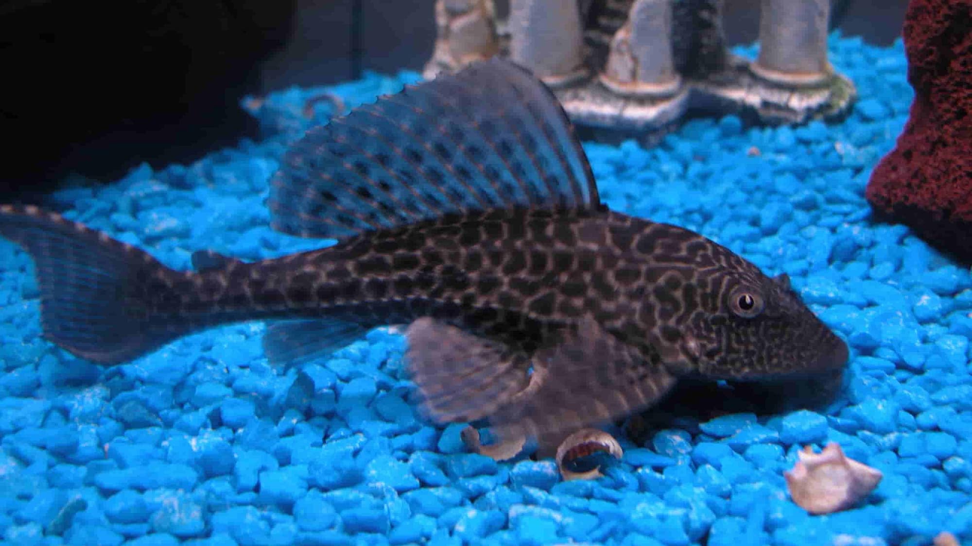 Pleco with fin rot? Causes, Symptoms, and treatment