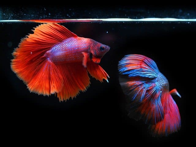 5 causes Why Betta fish hanging out at top of tank?